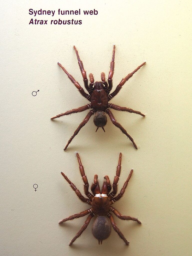 Australský pavouk sklípkanec jedovatý patří mezi nejjedovatější pavouky na světě. FOTO: Sputniktilt / Creative Commons / CC BY-SA 3.0