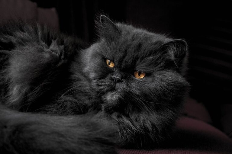 Dnes raději černou kočku novomanželům nenadělujte... Foto: Pixabay