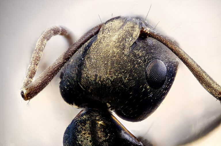 Složené oči poskytují mravenci skvělý zrak. FOTO: Fedaro / Creative Commons / CC BY-SA 4.0