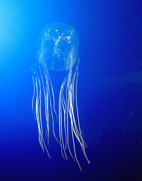 Smrtelně jedovatá mořská medúza čtyřhranka Fleckerova. FOTO: Avispa marina / Creative Commons / CC BY-SA 2.0
