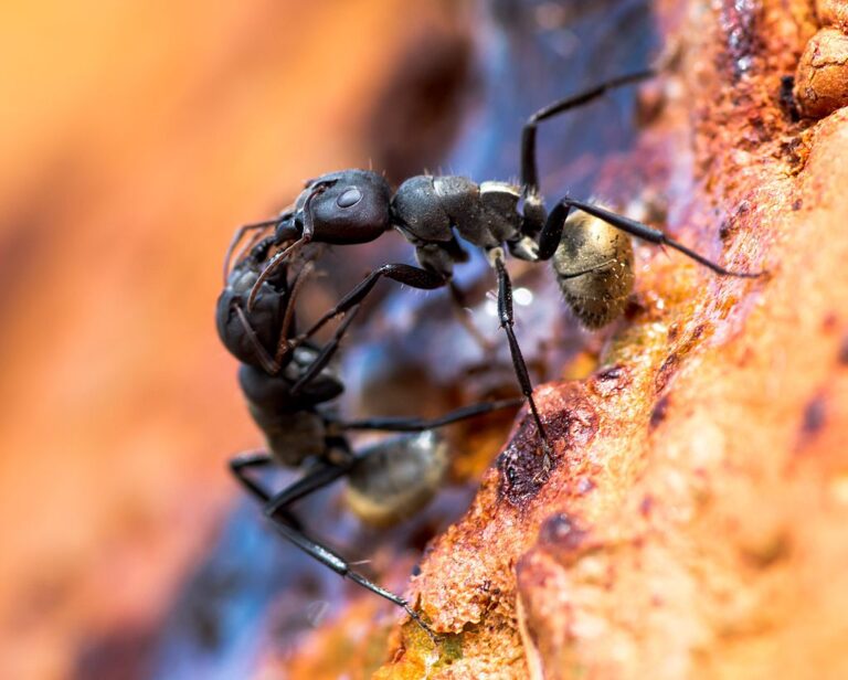 Dva dělníci mravence obrovského komunikují prostřednictvím hmatu a feromonů. FOTO: NoahElhardt / Creative Commons / CC BY-SA 4.0