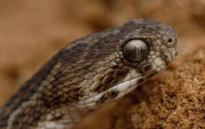 Zabijáci plazí říše: 5 nejjedovatějších hadů světa