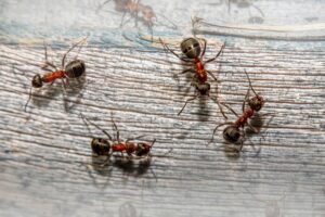 Mravenci: Skrytí vládci světa