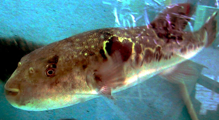Nebezpečná ryba a zároveň gurmánská pochoutka Takifugu. FOTO: Chris 73 / Creative Commons / CC BY-SA 3.0
