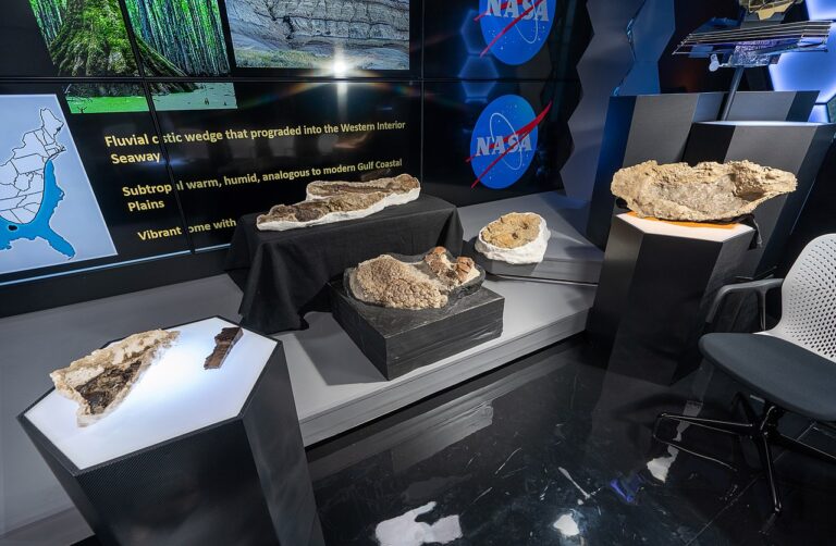 Paleontolog Robert DePalma se opírá o různé fosilie nalezené v oblasti Tanis v Severní Dakotě. FOTO: NASA Goddard Space Flight Center/Creative Commons/CC BY 2.0