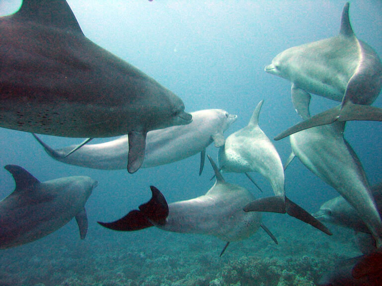 Delfíni jsou společenská zvířata s propracovanou vzájemnou komunikací. FOTO: Serguei S. Dukachev / Creative Commons / CC BY-SA 3.0