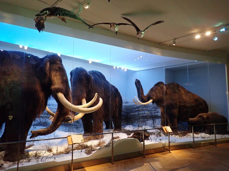 Přírodovědecké muzeum v Helsinkách má hotové mamutárium. Foto: Sinikka Halme / CC BY-SA 4.0