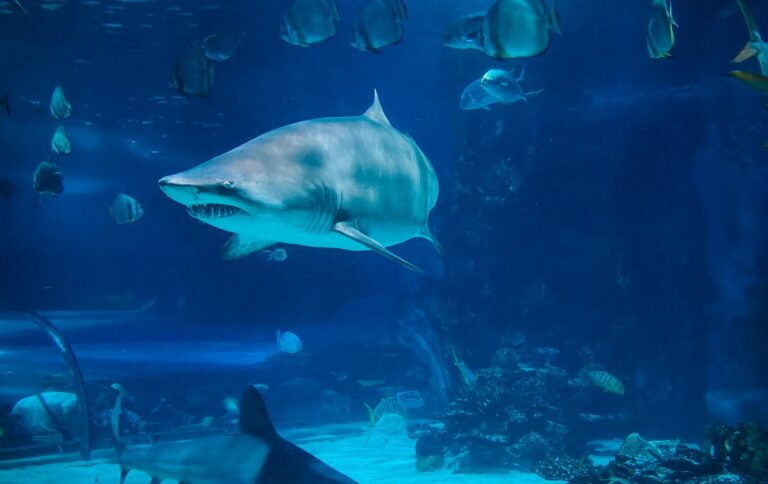 Kauzu drogově závislých žraloků řeší se vší vážností už několik měsíců letošního roku tým odborníků z Floridy. Foto: unsplash