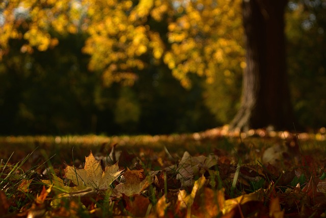 Pro půdní mikroorganismy je listí potravou a také poskytuje živiny samotné půdě.( Foto: Peggychoucair / Pixabay)