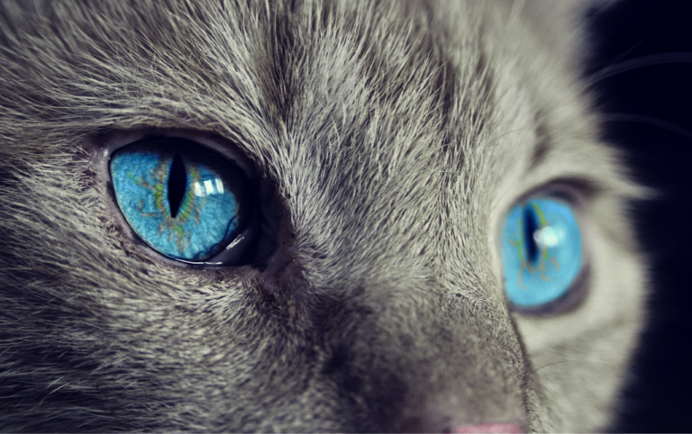 Majitelé modrých očí mají mnohé výhody. Mimo jiné vidí o dost lépe ve tmě. Foto: cocoparisienne / Pixabay.