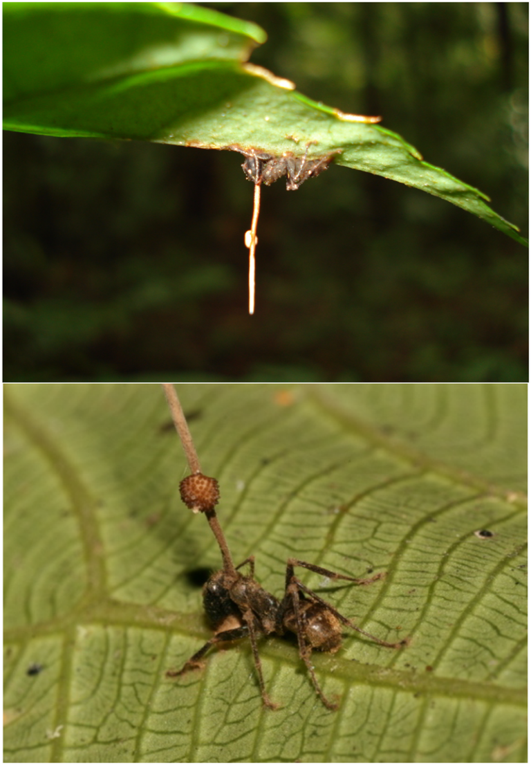 Za mravenčí apokalypsu je často zodpovědná houba z rodu Ophiocordyceps. FOTO: David P. Hughes, Maj-Britt Pontoppidan / Creative Commons / CC BY 2.5