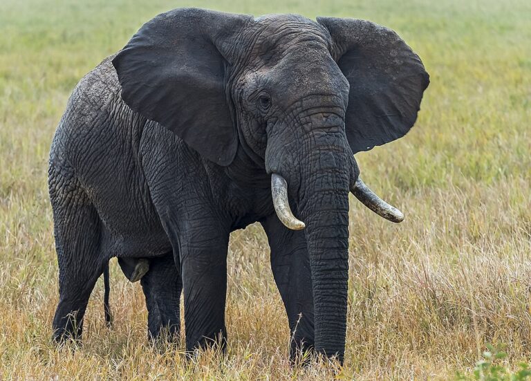 Slon africký. Vidíte tu podobnost s damany? Nejspíš ne, je to s ní totiž trošku složitější. FOTO: Christian Sanchez/Creative Commons/CC BY 3.0