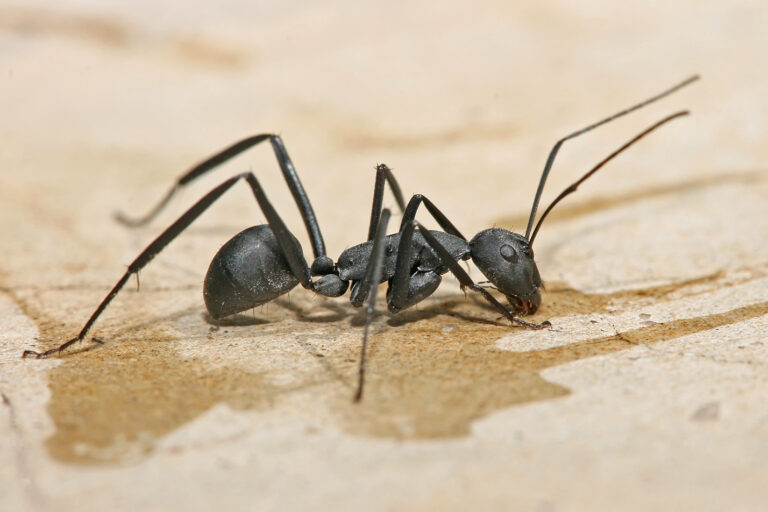 Mravenci z rodu Camponotus jsou nejčastějšími oběťmi houby-manipulátorky. FOTO: Muhammad Mahdi Karim / Creative Commons / GFDL 1.2