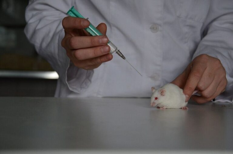 Dokázali vědci opravdu vymazat myším paměť? Foto: Lucija T.-CC BY-SA 4.0