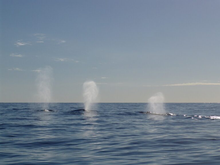 Otvorem na hlavě velryby ve skutečnosti vychází jen vzduch a hleny. Foto: thara58 / Pixabay.