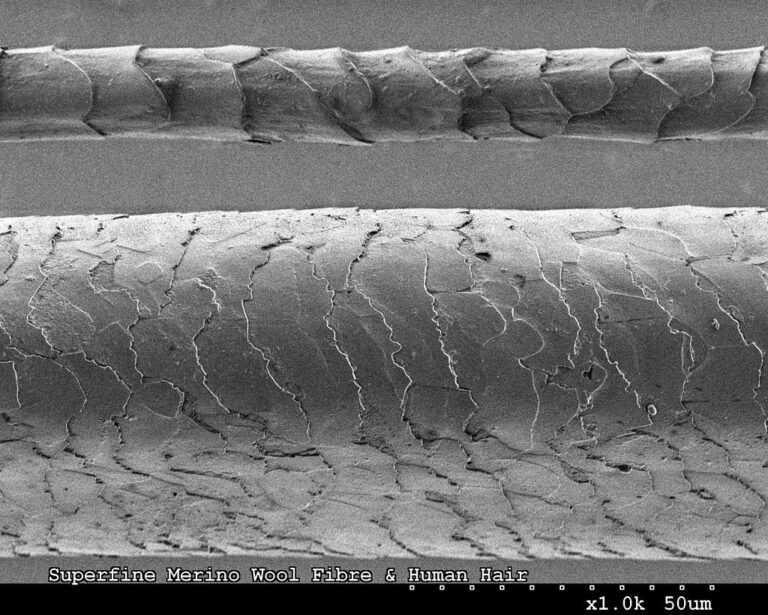 Srovnání ovčí vlny (nahoře) a lidského vlasu pod mikroskopem. FOTO: CSIRO/Creative Commons/CC BY 3.0