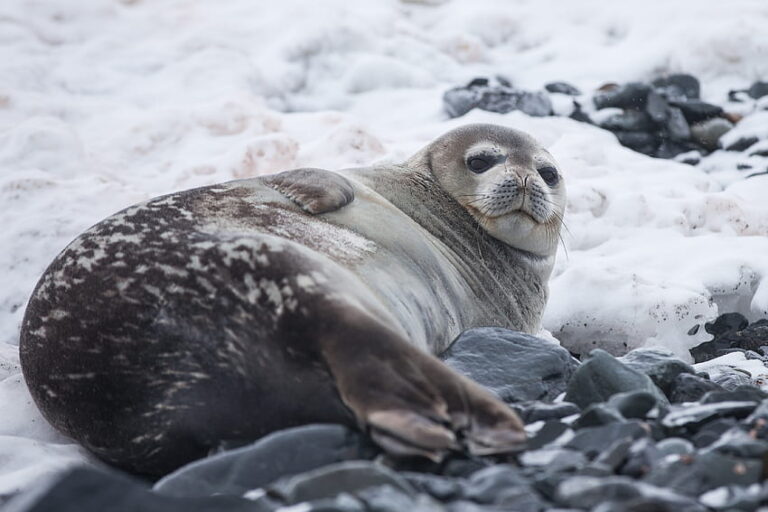Nic netušící tuleni se během svého odpočinku stávají snadnou kořistí. FOTO: pxfuel