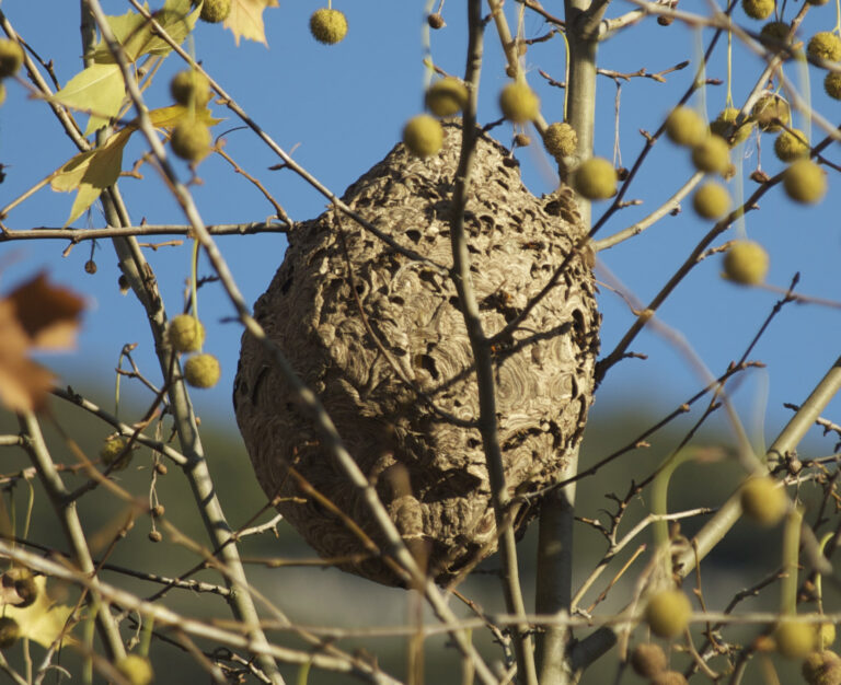 Sršeň si buduje hnízda dvojího druhu, jedno provizorní, druhé větší a trvalejší. FOTO: Fredciel / Creative Commons / CC BY-SA 3.0