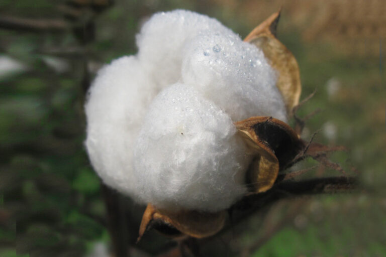 Chomáček bavlny je od sněhu k nerozeznání. Foto: Mamichaelraj / Creative Commons / CC BY-SA 4.0.