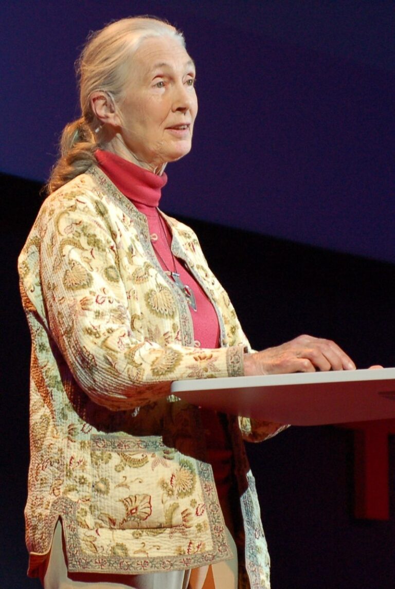 Dnes je Jane Goodallová mezinárodně uznávanou vědkyní. Primáty ale začala v Gombe pozorovat jako 26letá nedostudovaná aspirantka. FOTO: Erik (HASH) Hersman / Creative Commons / CC BY 2.0