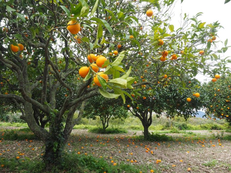 Pomeranče ve volné přírodě nenasbíráte, musíte si je vypěstovat. Foto: Hans / Pixabay.