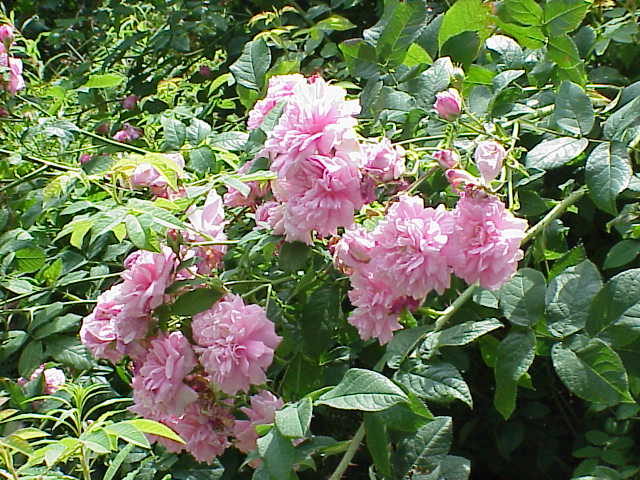 Damašská růže má řadu kultivarů.(Foto: Kurt Stüber / commons.wikimedia.org / CC BY-SA 3.0)