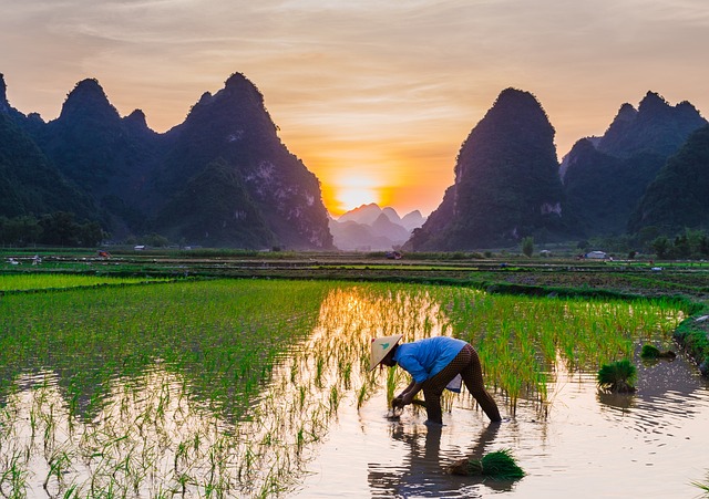 Rýže potřebuje k růstu dostatek vody.(Foto: Tuan Hoang / Pixabay)