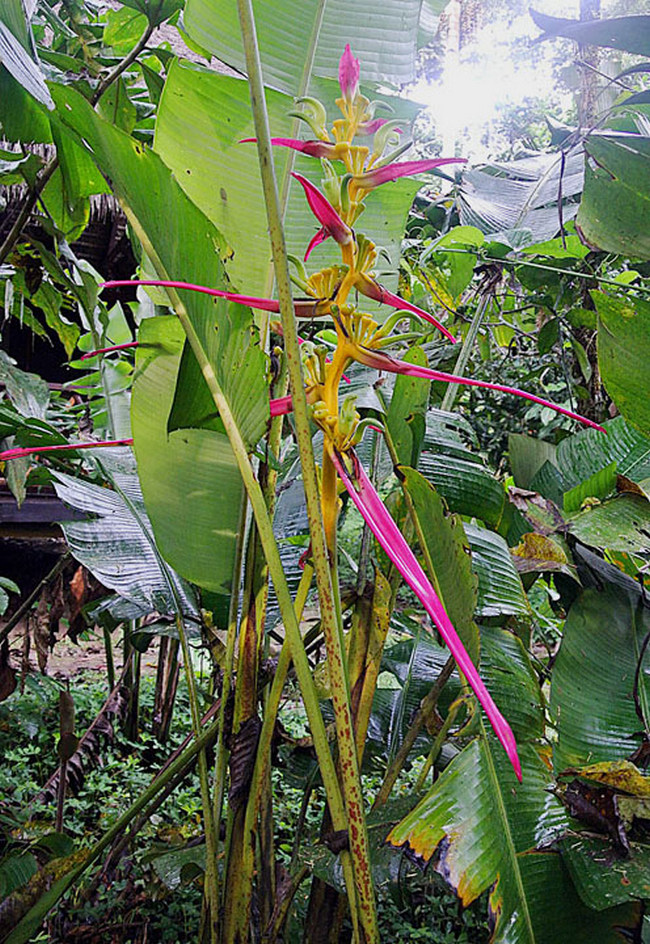 V pralese se dá najít mnoho druhů překrásných rostlin…(Foto: Dick Culbert / commons.wikimedia.org / CC BY 2.0)