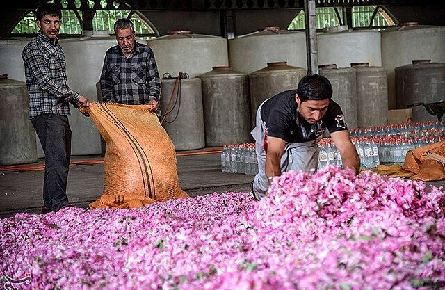 Sklizeň růží a zpracování růžových lístků je náročný proces.(Foto: Tasnim News Agency / commons.wikimedia.org / CC BY 4.0)