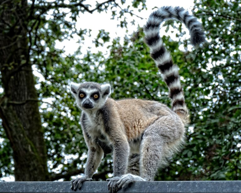 Zvuky lemurů lidem zpočátku připomínají hlasy ze záhrobí. Foto: Antranias / Pixabay.