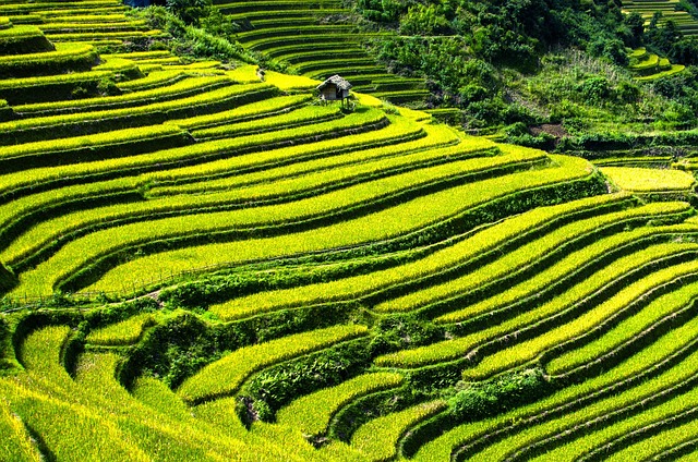 Rýžová pole mohou vypadat skutečně malebně.(Foto: PublicDomainPictures / Pixabay)
