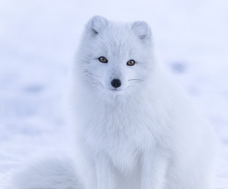 Polární liška je roztomilé zvířátko, které patří mezi neohrožené predátory. FOTO: Jonathen Pie/Creative Commons/CC0