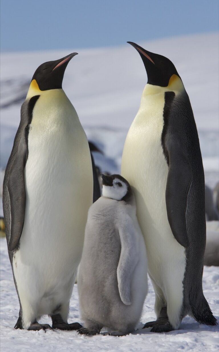 Do roztomilého tučňáka by jeho bravurní potápěčské dovednosti řekl málokdo. FOTO: Ian Duffy/Creative Commons/CC BY 2.0