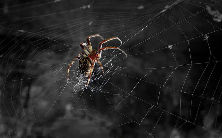 Můžete se pavouků štítit nebo bát jak chcete, faktem zůstává, že pavučina je materiál budoucnosti. FOTO: pxfuel