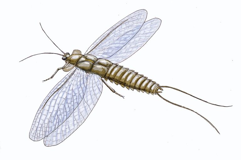 Mazothairos, vymřelý zástupce obřího hmyzu, který také patřil do řádu Palaeodictyoptera. FOTO: DiBgd / Creative Commons / CC BY-SA 4.0