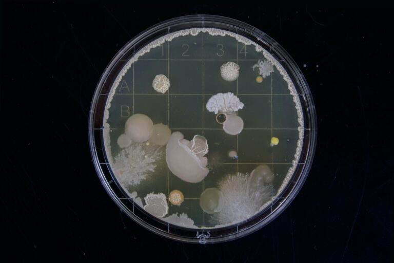 Bakterie nemusejí člověku pouze škodit. FOTO: Unsplash