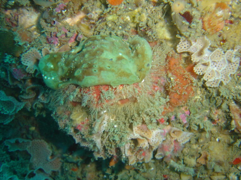 Mořská houba účinně pomáhá proti rakovině. FOTO: Pbsouthwood at wts wikivoyage/Creative Commons/CC BY-SA 3.0