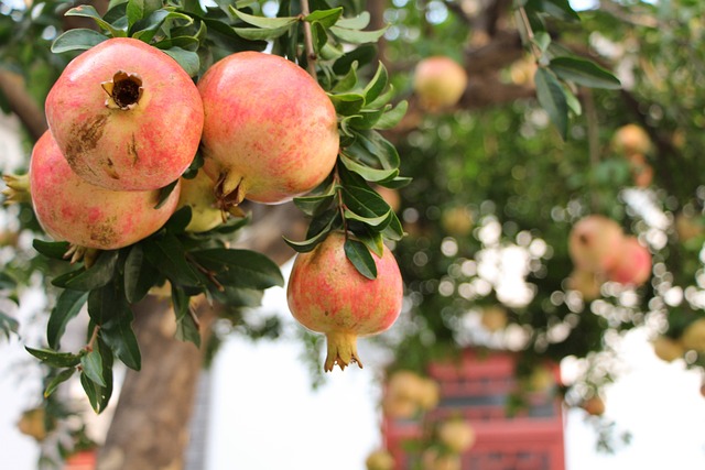Už na větvích láká toto zdravé ovoce k (p)ochutnání.(Foto: Laydown / Pixabay)