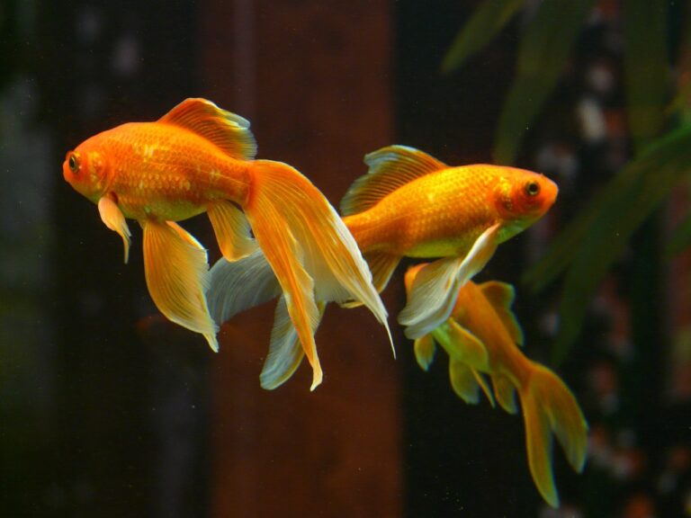 Z nevýrazných kaprovitých ryb vyšlechtí Číňané zlaté krasavice. Foto: Hans / Pixabay.