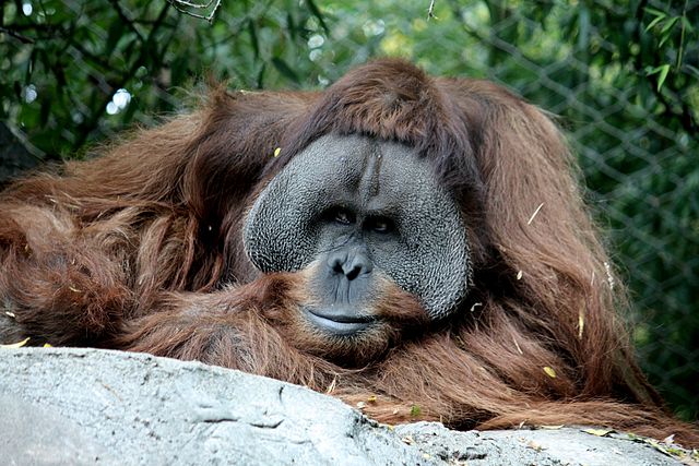 Orangutani bodují naducanými lícními valy.(Foto: Ltshears / commons.wikimedia.org / CC BY-SA 3.0)