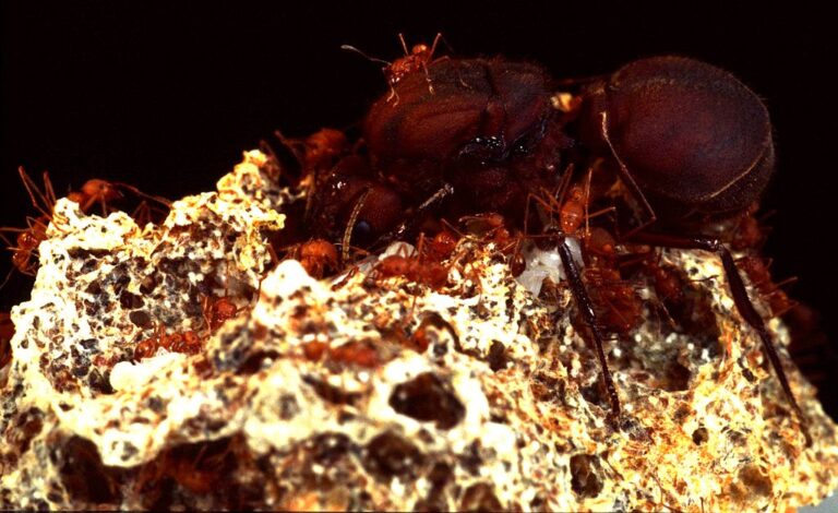 Královna s mravenci v houbové zahrádce. FOTO: Christian R. Linder / Creative Commons / CC BY-SA 3.0