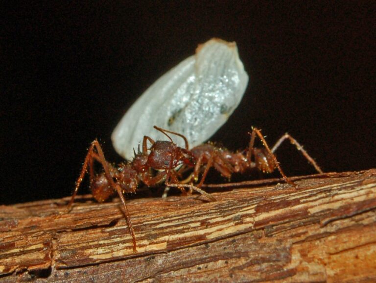 Zemědělství se mravenci věnují už desítky milionů let. FOTO: Hectonichus / Creative Commons / CC BY-SA 3.0