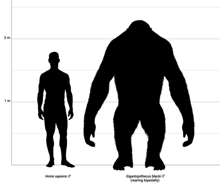 Srovnání velikosti Gigantopitheca a moderního muže. FOTO: Mettiina/ Creative Commons / CC BY-SA 4.0
