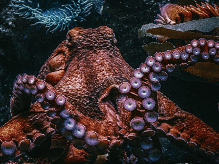 Chobotnice nakladou tisíce vajíček, která následně střeží jako oko v hlavě. FOTO: Unsplash