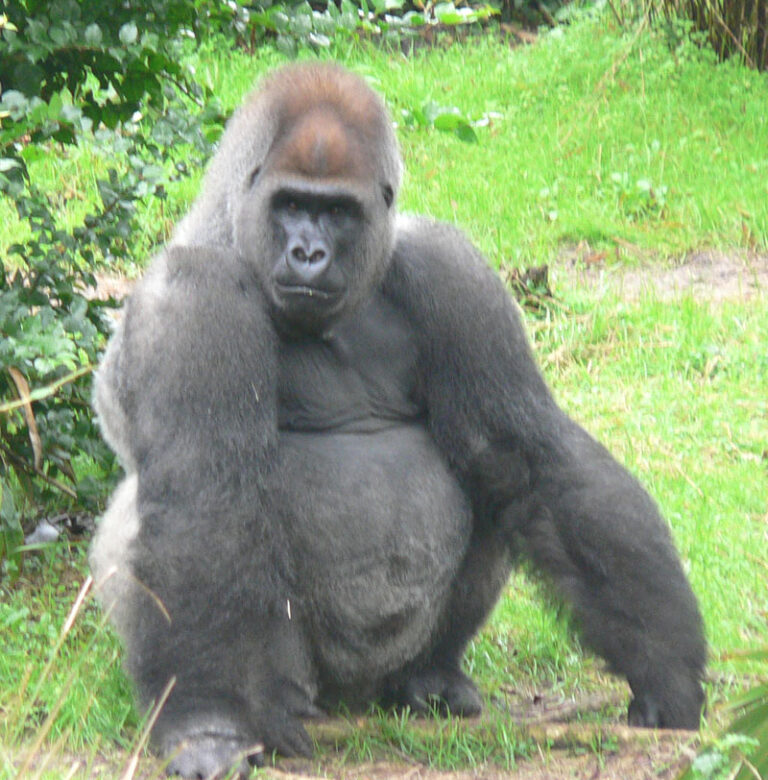 Gorilí samec ohromuje svou velikostí. FOTO: Raul654/Creative Commons/CC BY-SA 3.0