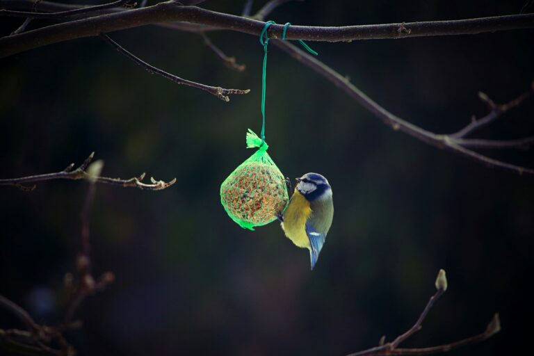 V zásadě platí, že čím pestřejší krmivo, tím více ptačích druhů krmítko přitáhne. FOTO: Unsplash