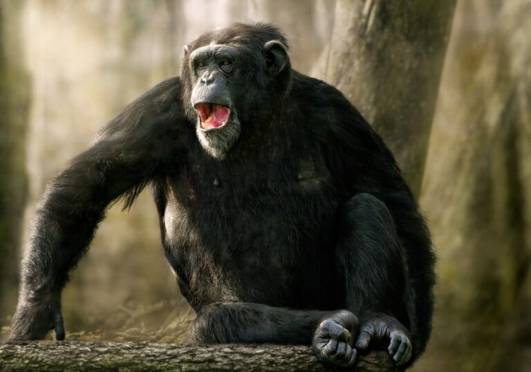 Smích nejpodobnější tomu našemu mají šimpanzi. Hlasitě výskají při lechtání, při hře nebo když je pobaví nějaká situace. Foto: ambquinn / Pixabay.