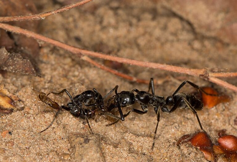 Mravence pokousaného termitem prohlíží jeho druh z mraveniště. FOTO: ETF89 / Creative Commons / CC BY-SA 4.0