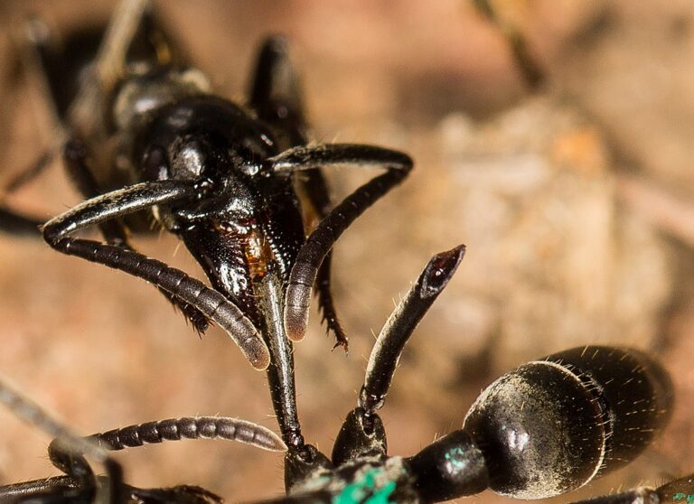 Ošetřování rány raněného mravence. FOTO: ETF89 / Creative Commons / CC BY-SA 4.0