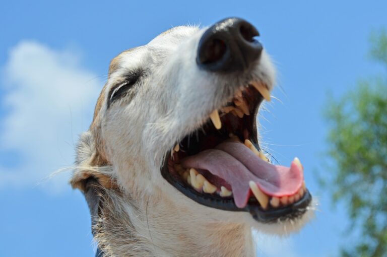 Psy smích uklidňuje a zbavuje stresu. Foto: KlausHausmann / Pixabay.